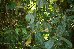 Symplocos macrophylla